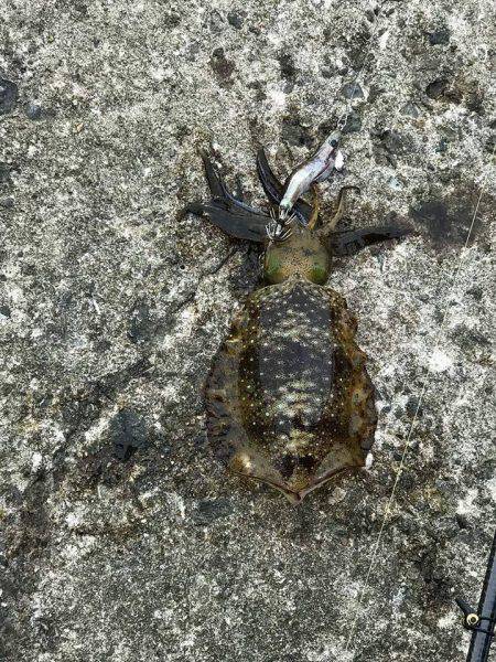 四杯やっつけましたぁ